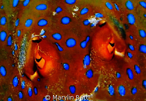 Eyes of a spotted rey by Marylin Batt 